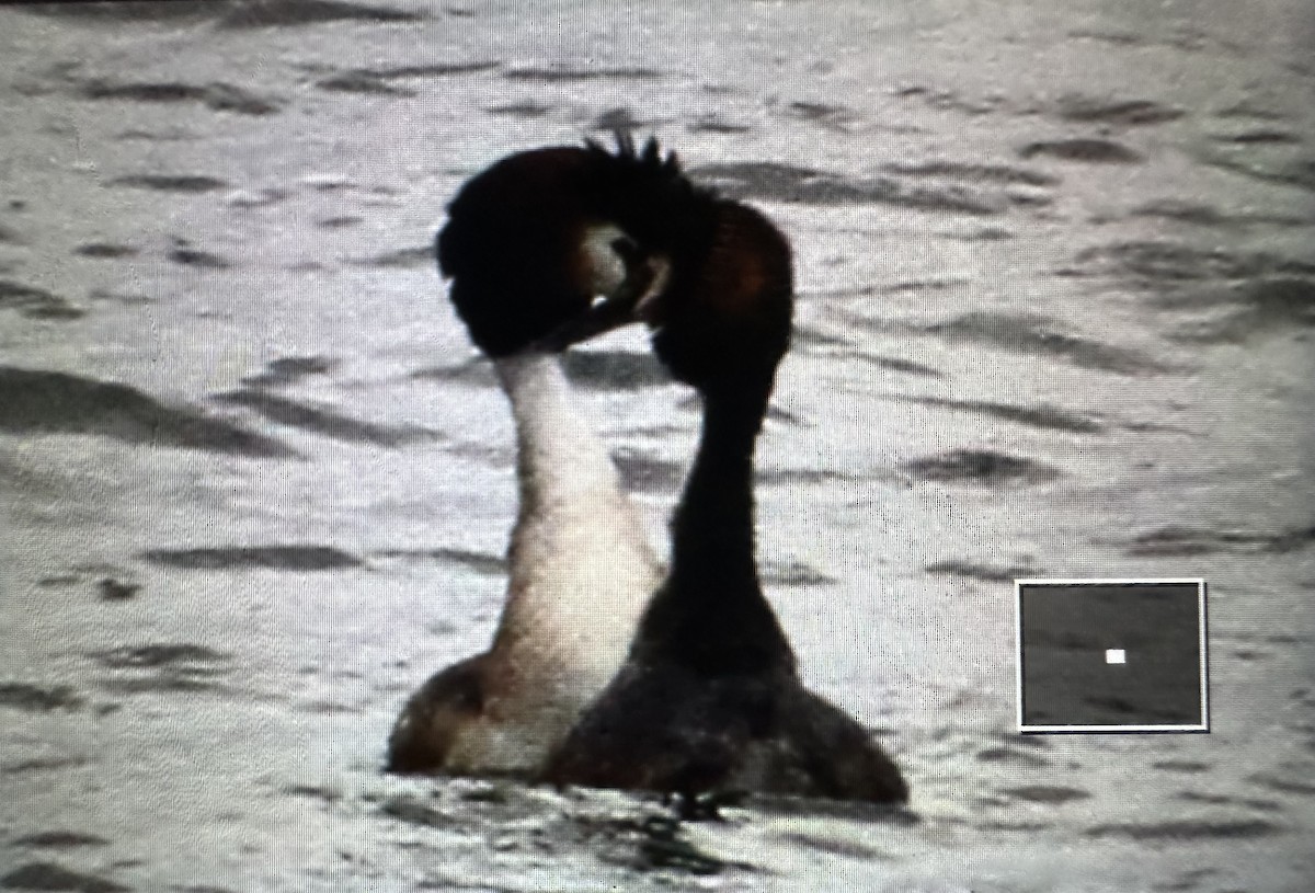 Great Crested Grebe - ML617732805