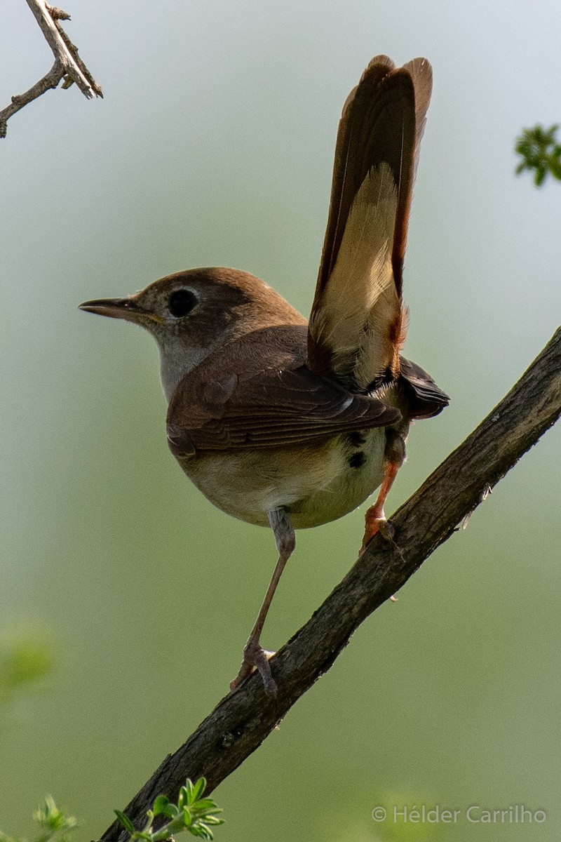 Common Nightingale - Hélder Carrilho