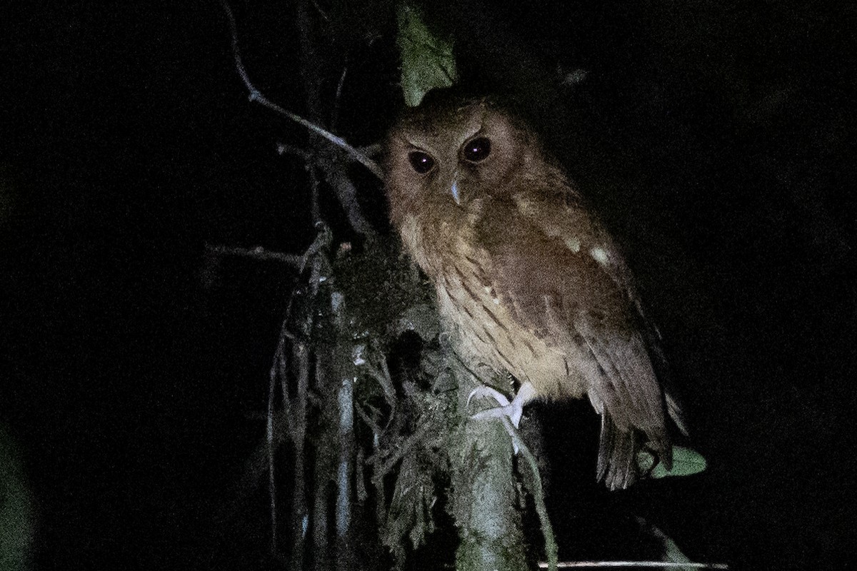 Cinnamon Screech-Owl - Beatrix Pond