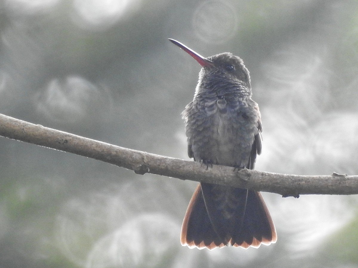 kolibřík safírový - ML617732884