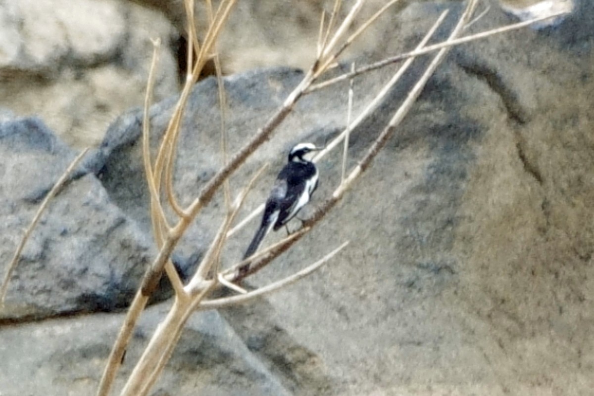 African Pied Wagtail - ML617732973