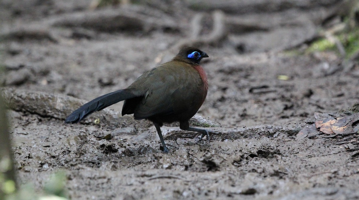 Red-breasted Coua - ML617733017