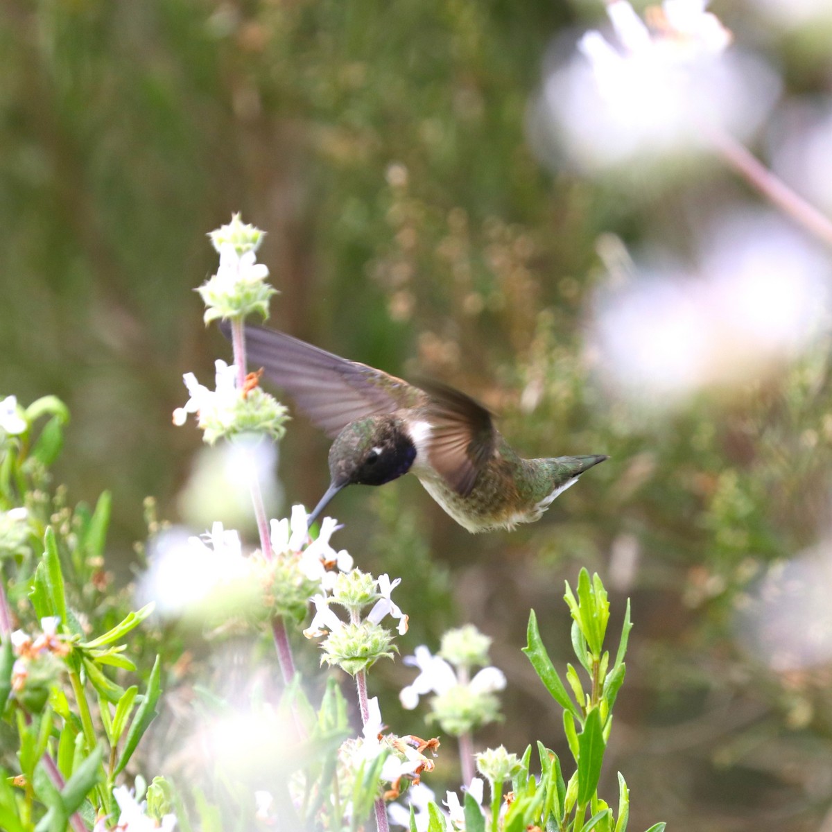 Black-chinned Hummingbird - Cindy P