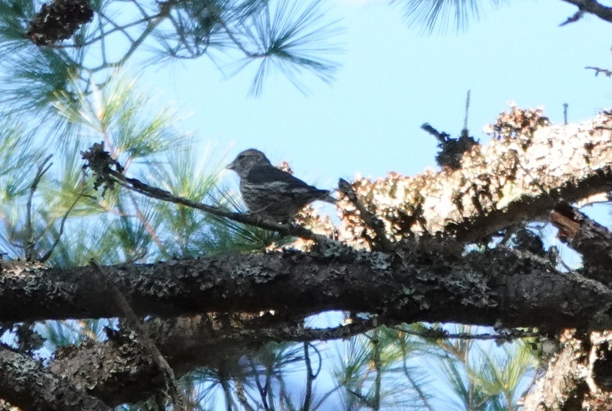 Red Crossbill (Northeastern or type 12) - ML617733081