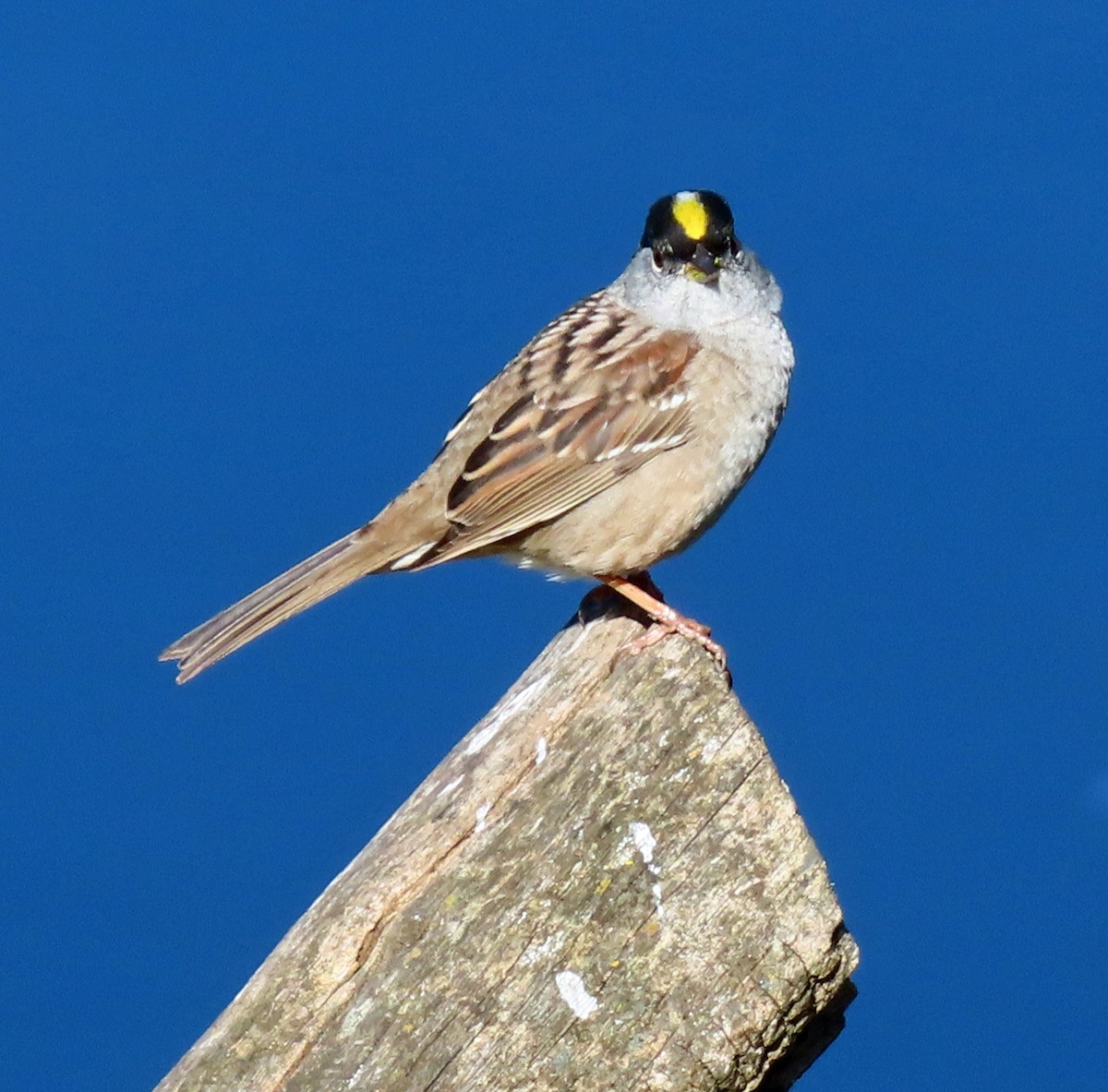 Golden-crowned Sparrow - ML617733082