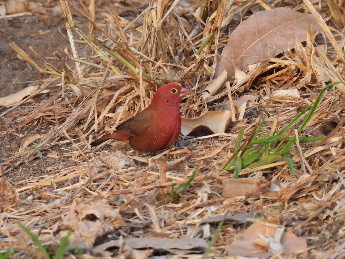 Red-billed Firefinch - Toby Phelps