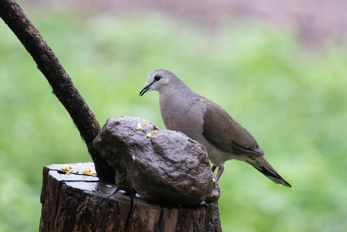 Large-tailed Dove - ML617733151