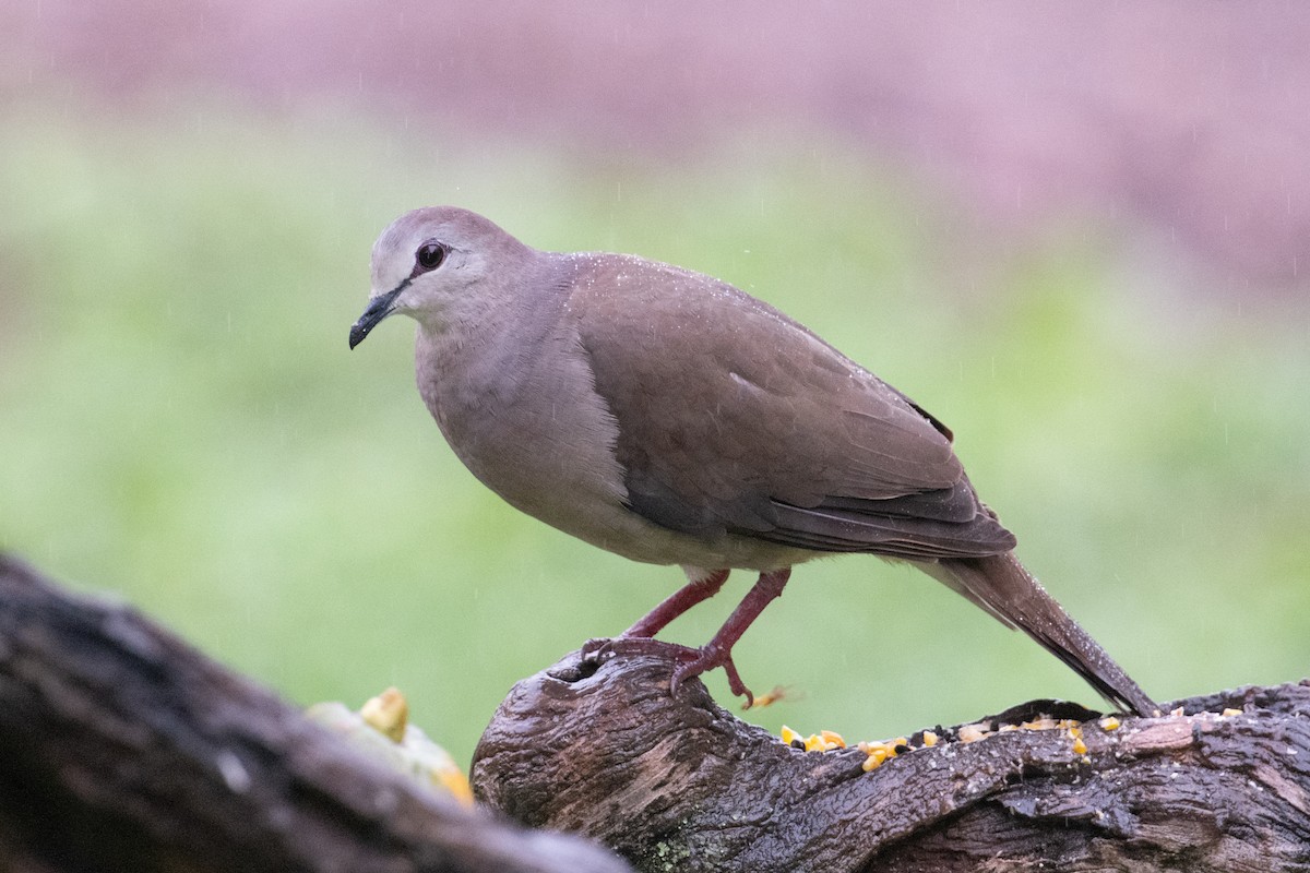 Large-tailed Dove - ML617733156