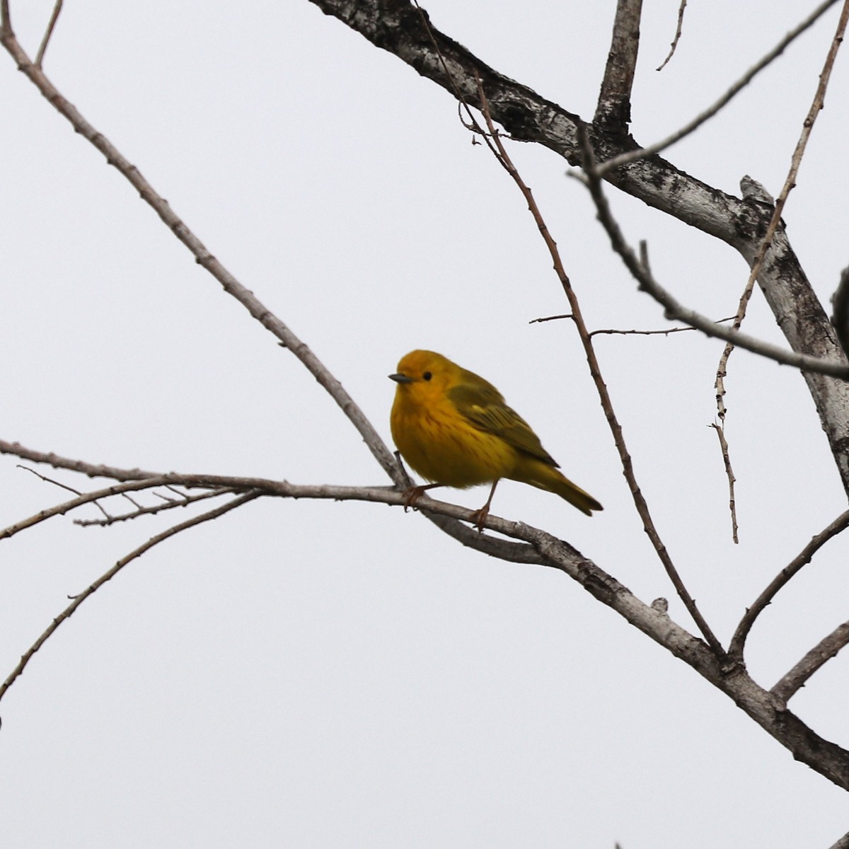 Yellow Warbler - Cindy P