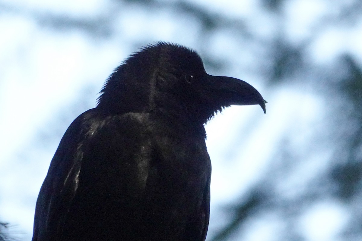 Large-billed Crow - ML617733197