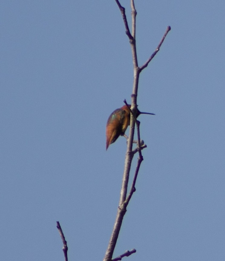 Allen's Hummingbird - ML617733282