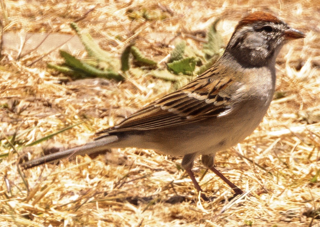 Chipping Sparrow - ML617733313