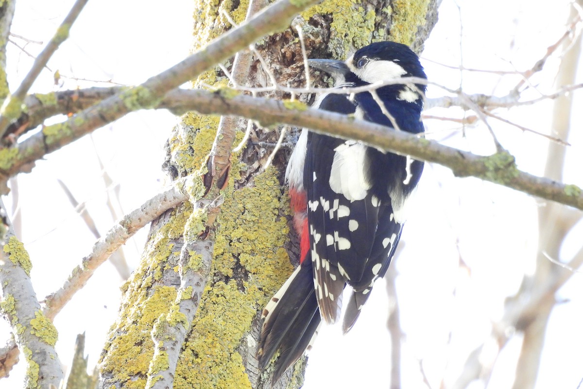 Great Spotted Woodpecker - Juan Manuel Pérez de Ana