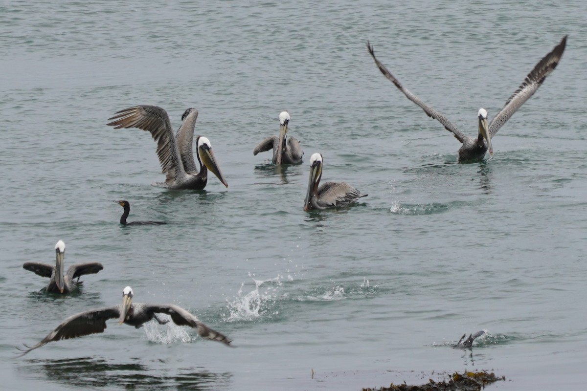 pelikán hnědý - ML617733340