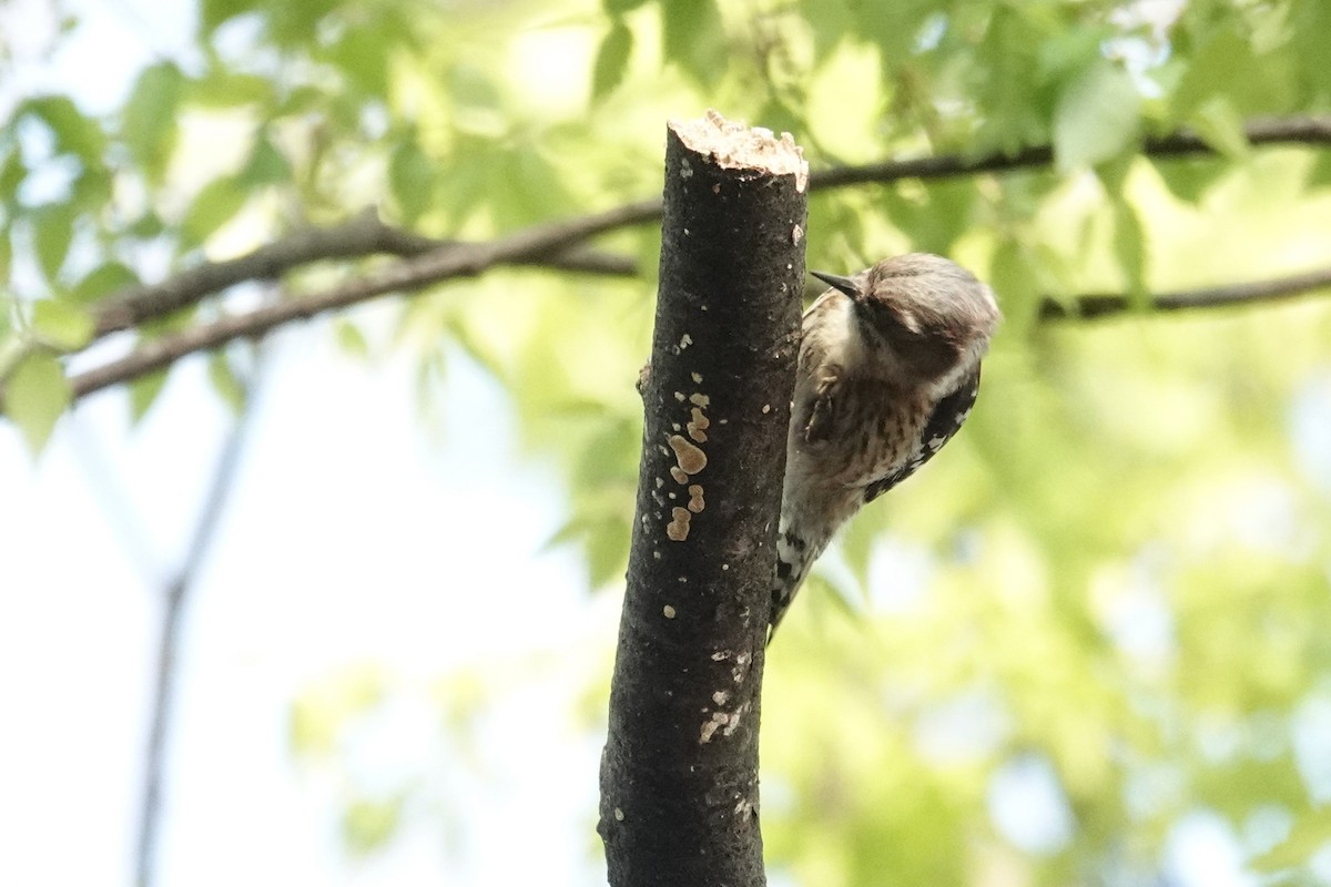 Japanese Pygmy Woodpecker - Scott Stafford
