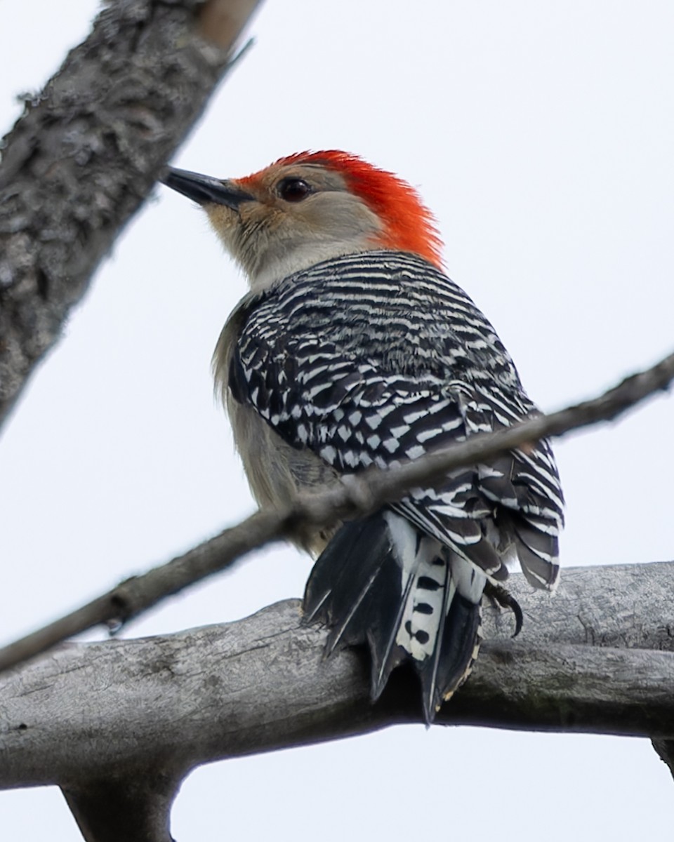 Red-bellied Woodpecker - Kyle Blaney