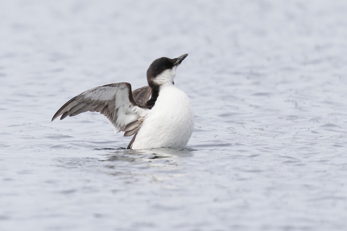 Thick-billed Murre - ML617733378