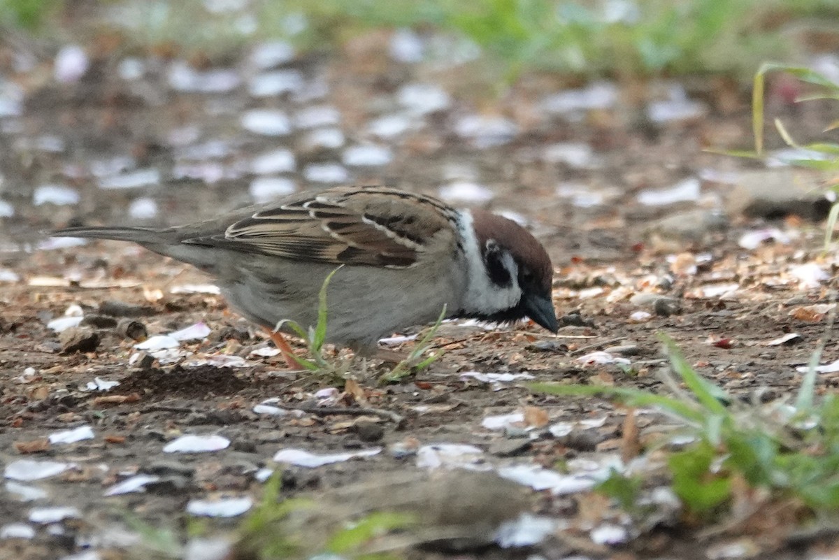 Eurasian Tree Sparrow - ML617733477