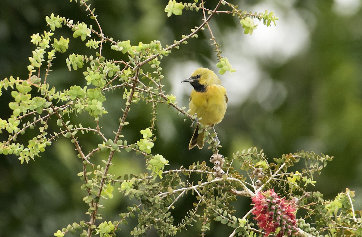 Orchard Oriole - ML617733515