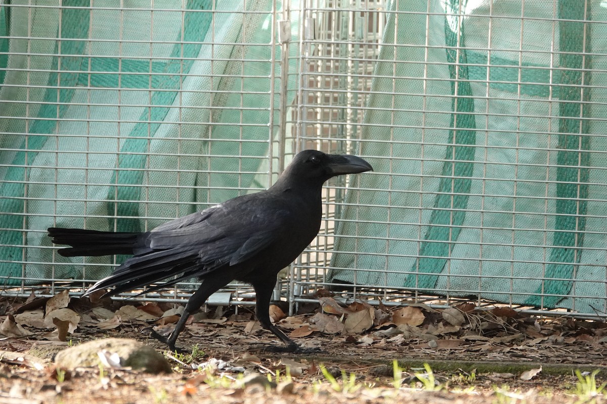 Large-billed Crow - ML617733528