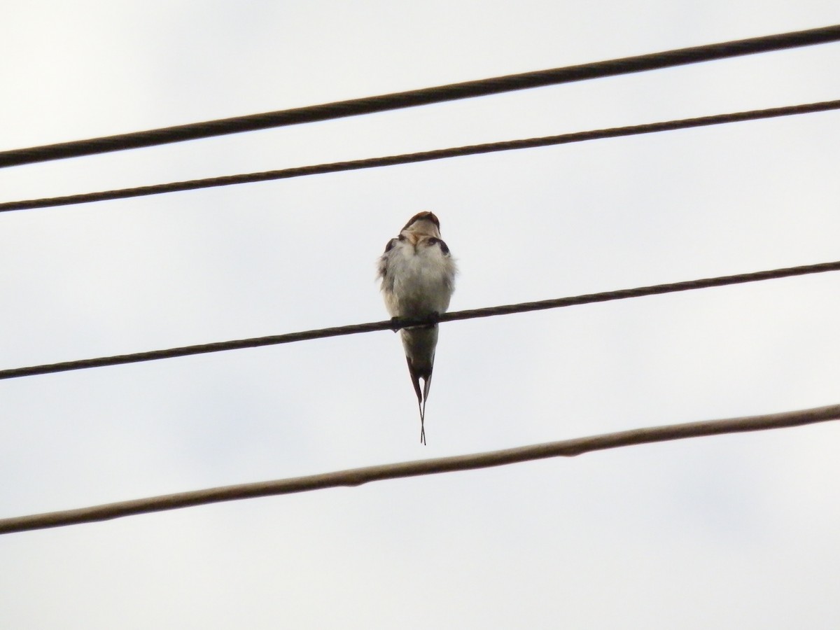 Wire-tailed Swallow - ML617733631