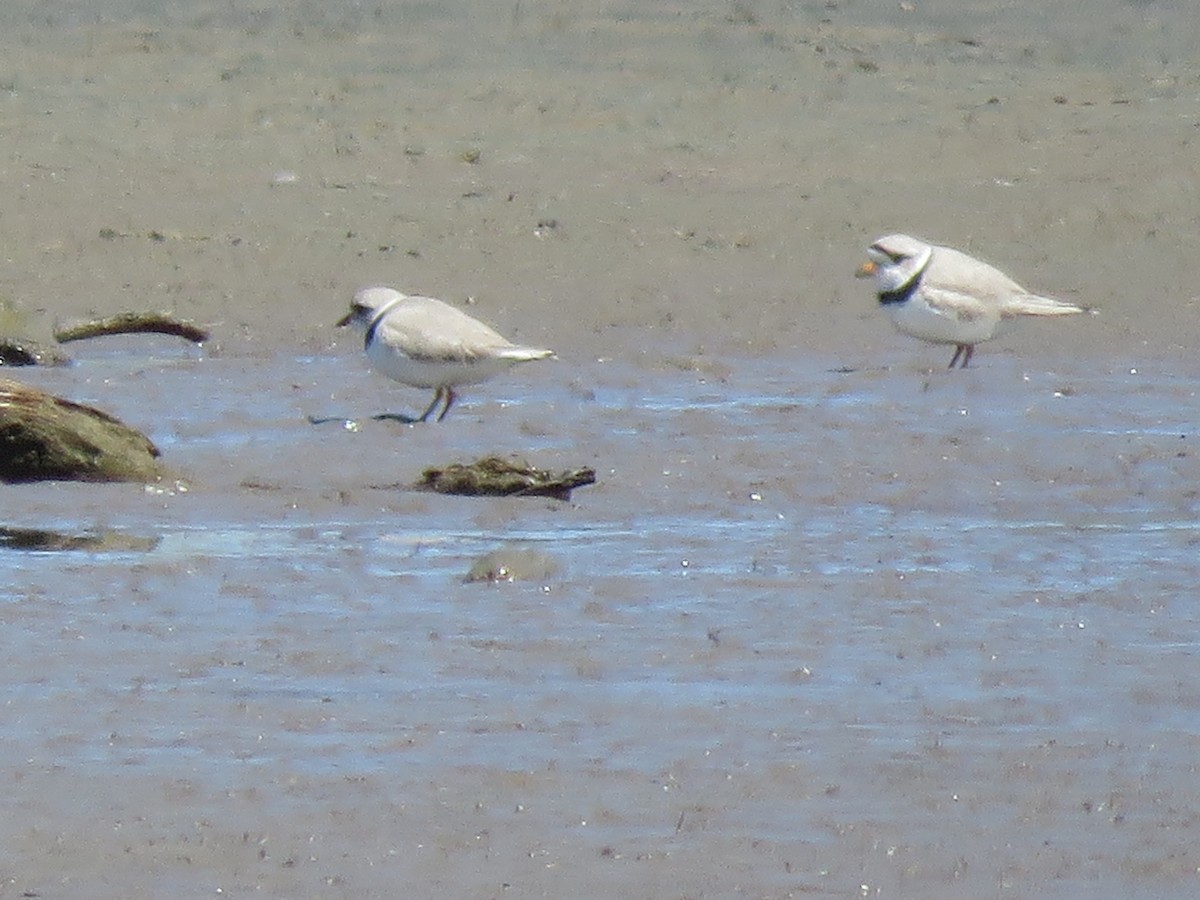 Piping Plover - ML617733690