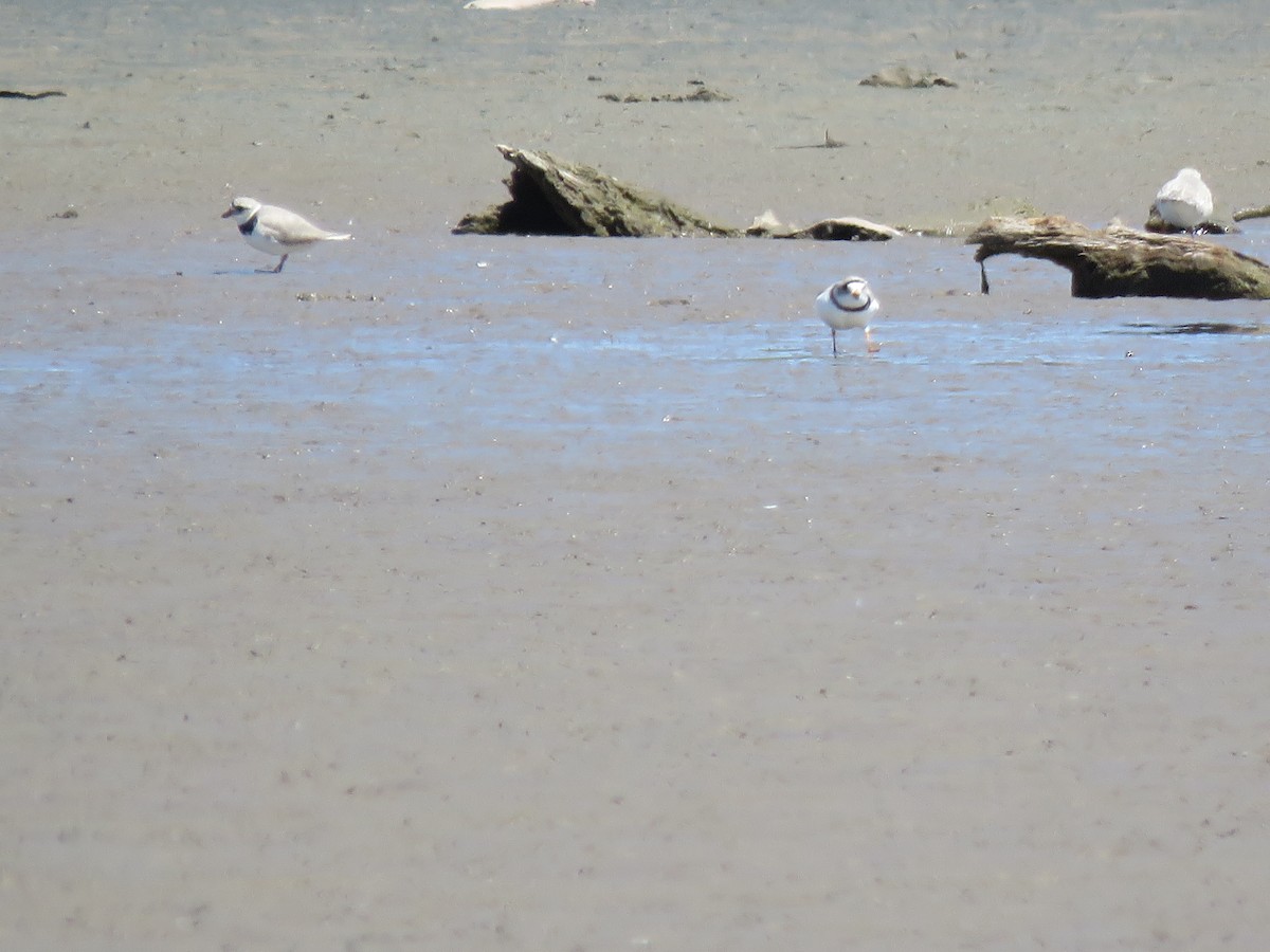 Piping Plover - ML617733691