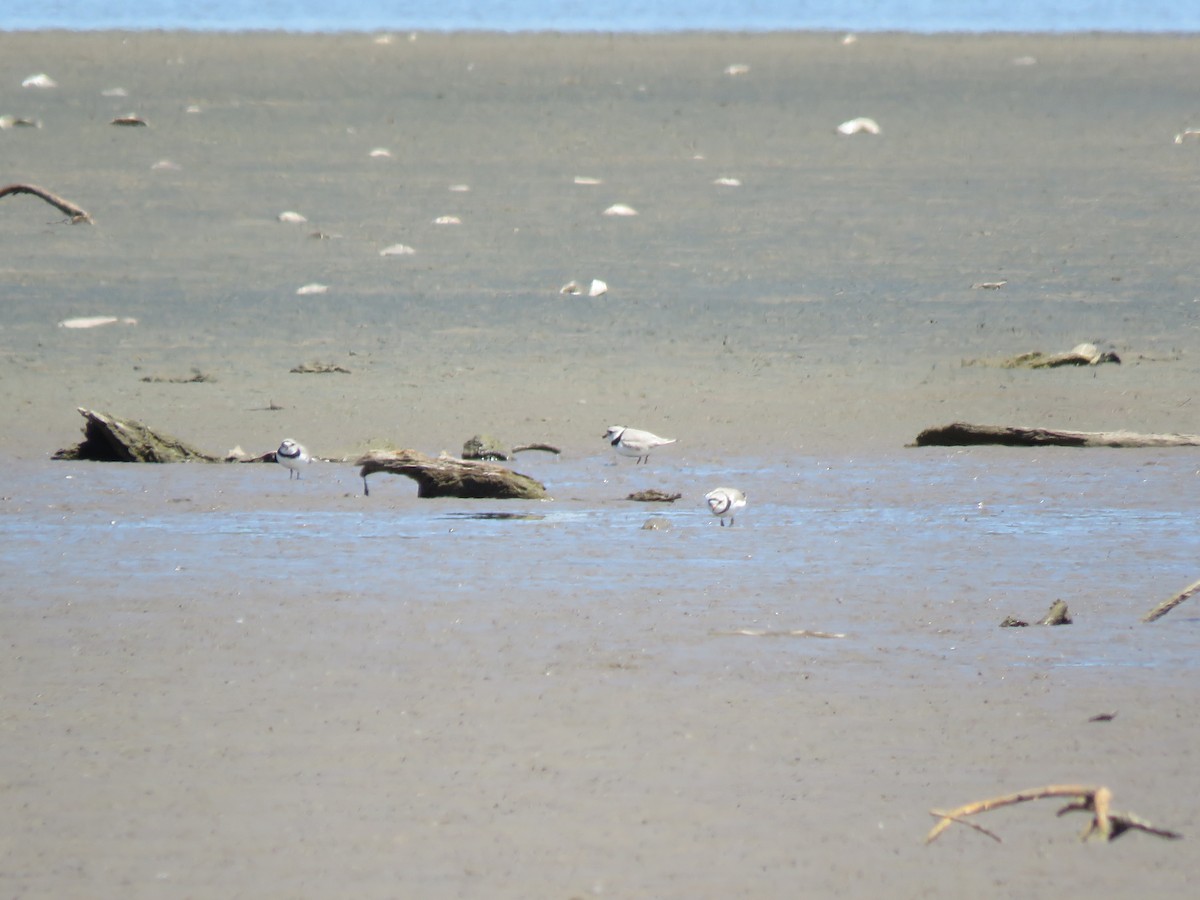 Piping Plover - ML617733692