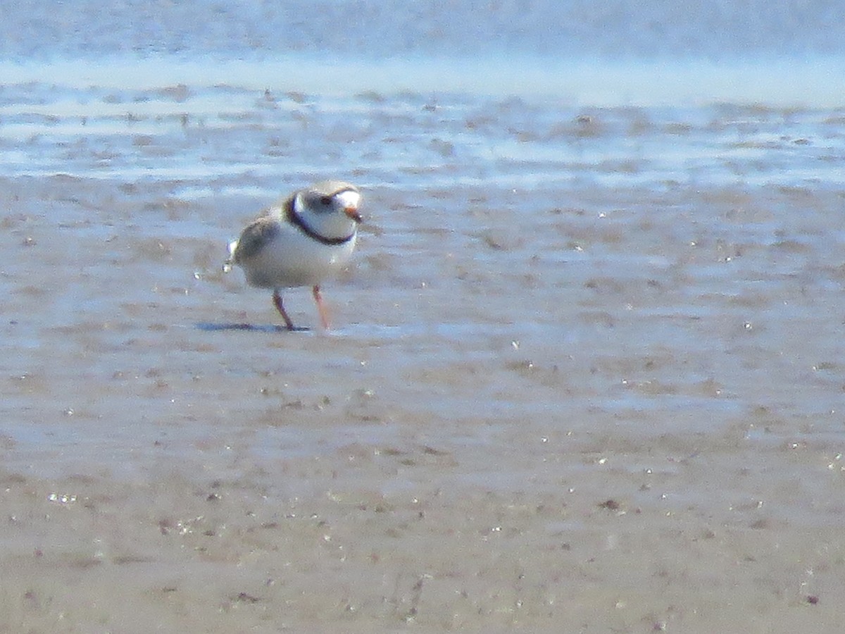 Piping Plover - ML617733694