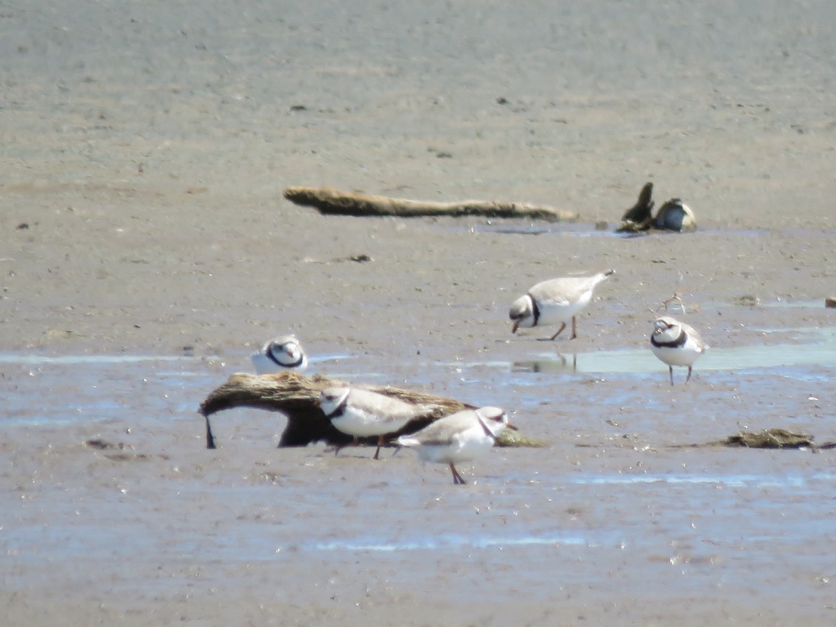 Piping Plover - ML617733695