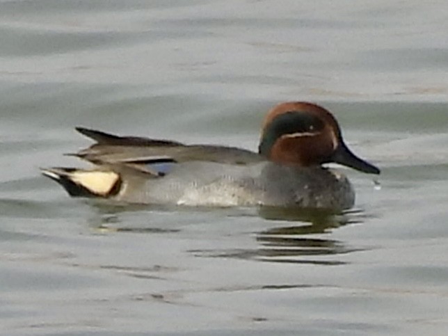 Green-winged Teal - ML617733732