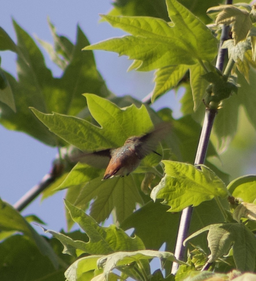 Allen's Hummingbird - ML617733763