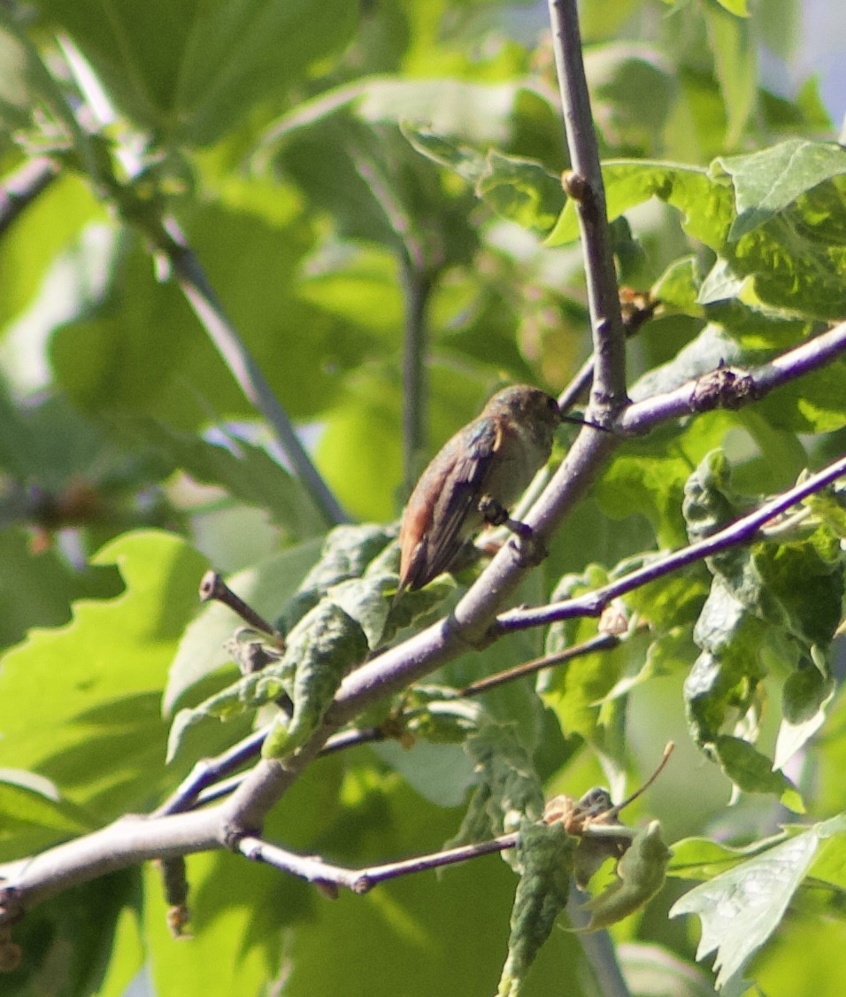 Allen's Hummingbird - ML617733764