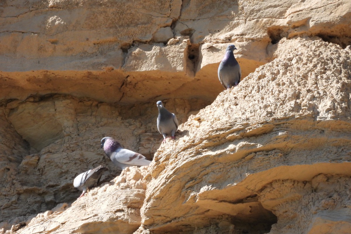 Rock Pigeon (Feral Pigeon) - ML617733773