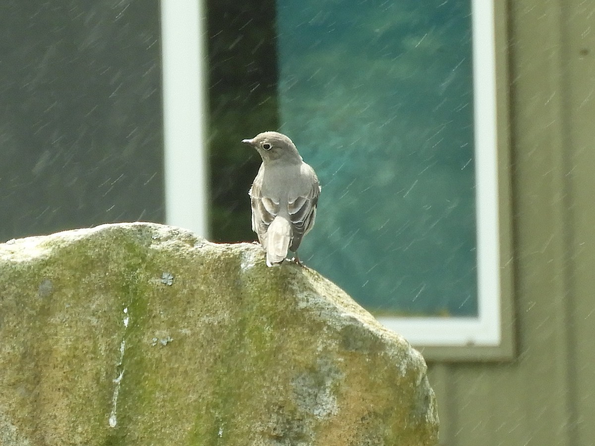 Townsend's Solitaire - ML617733798