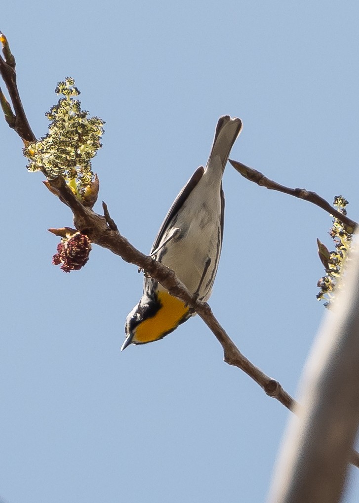 Yellow-throated Warbler - ML617733809