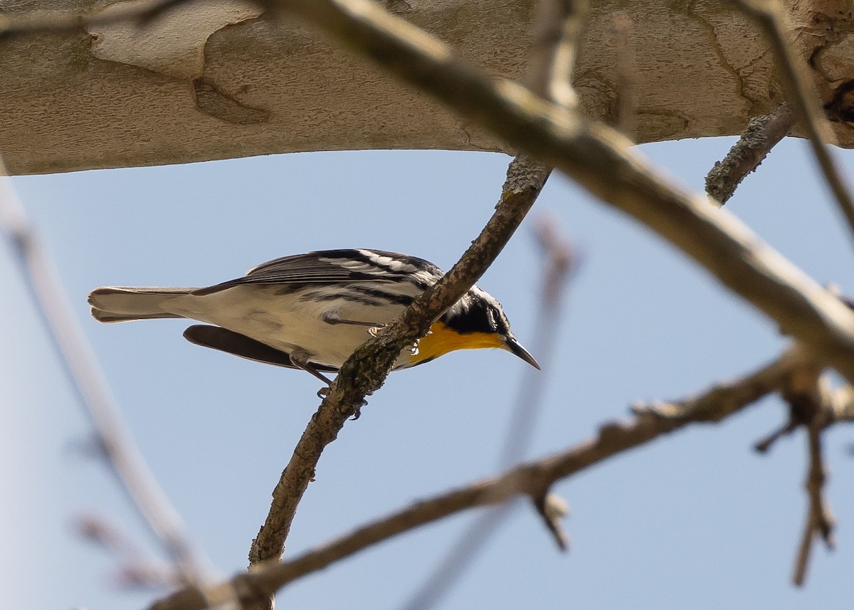 Yellow-throated Warbler - ML617733813