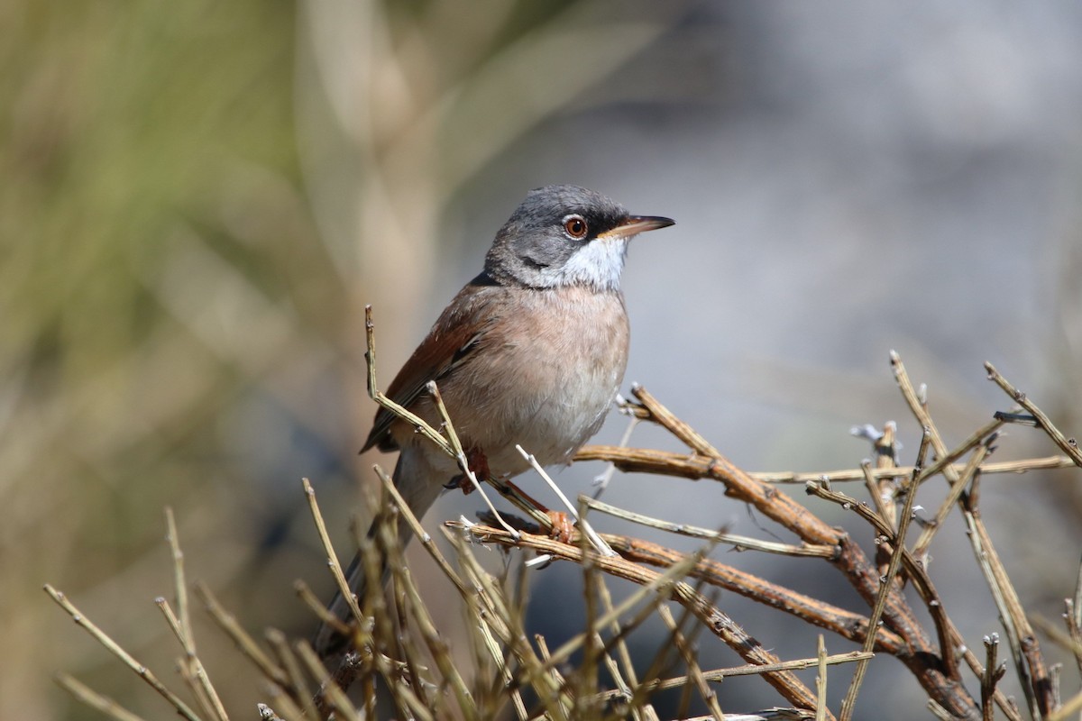 Spectacled Warbler - ML617733848