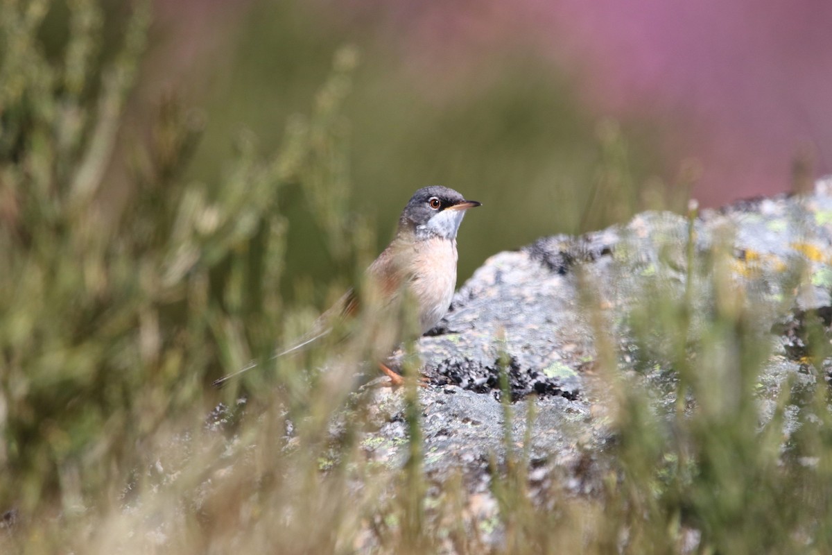 Spectacled Warbler - ML617733850