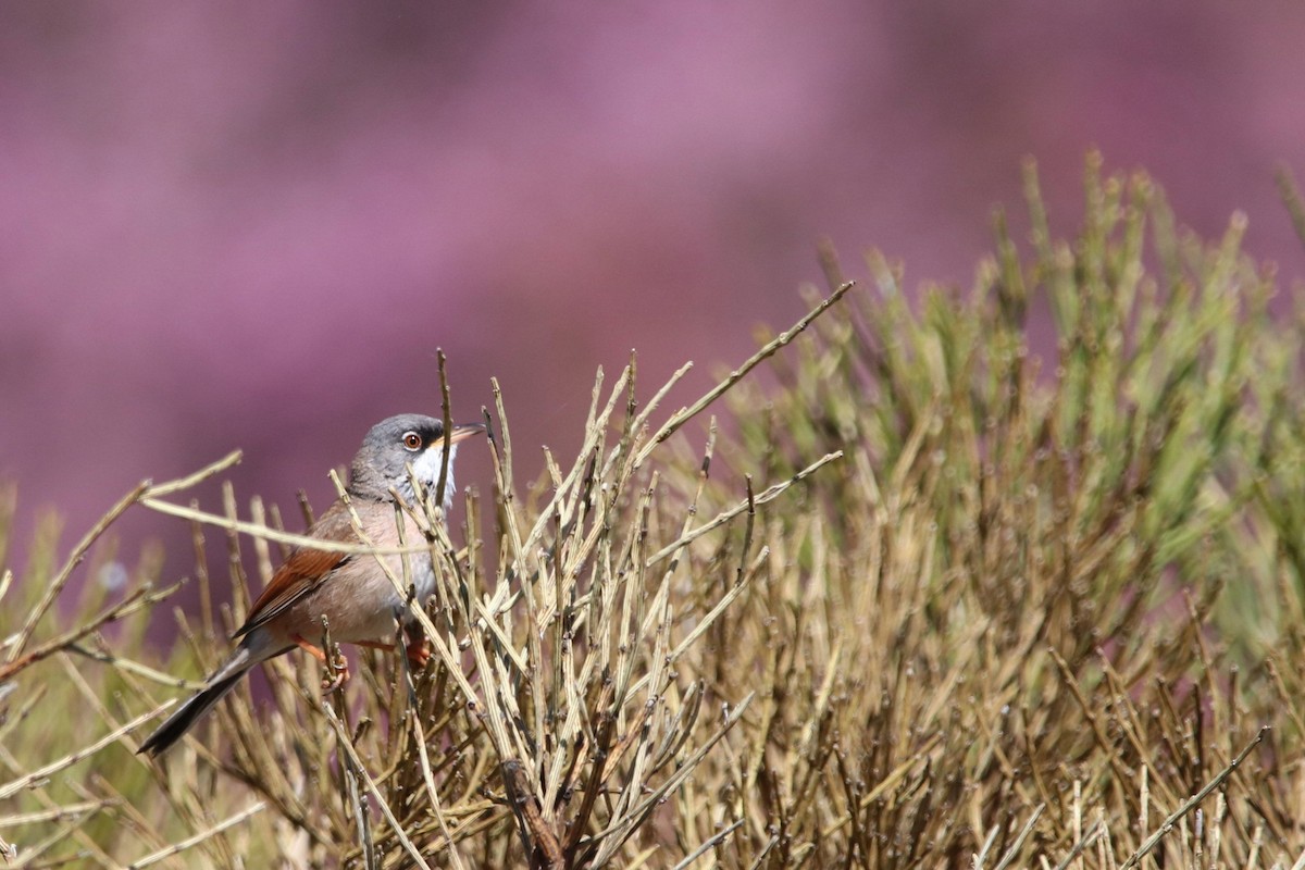 Spectacled Warbler - ML617733851