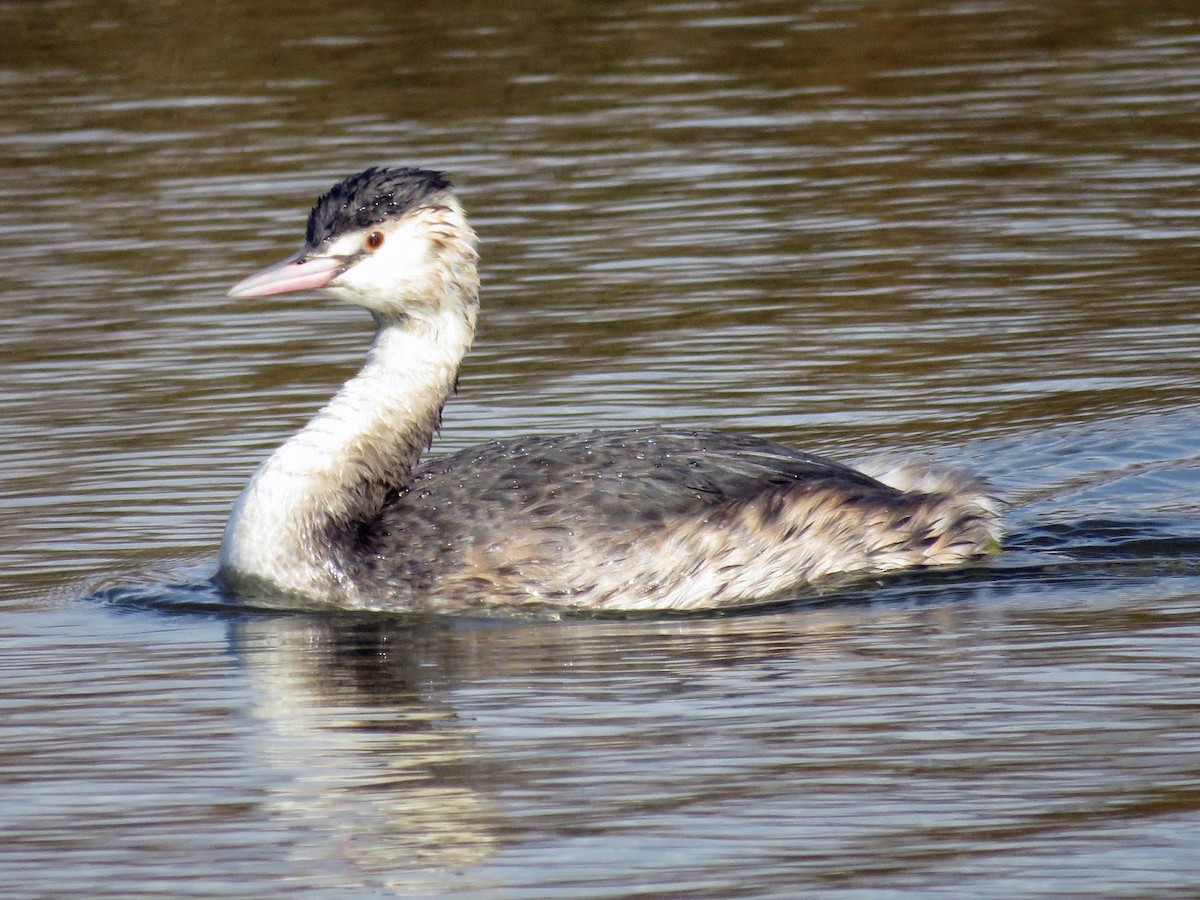 Great Crested Grebe - ML617733906