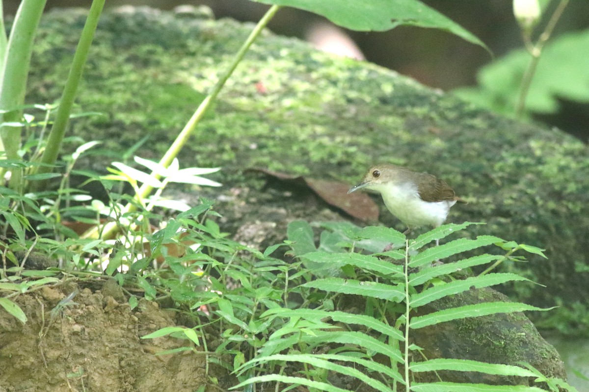 White-chested Babbler (Bornean) - ML617733962