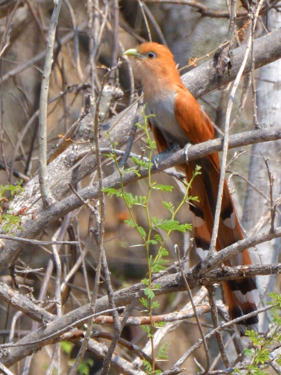 Squirrel Cuckoo (West Mexico) - ML617734021