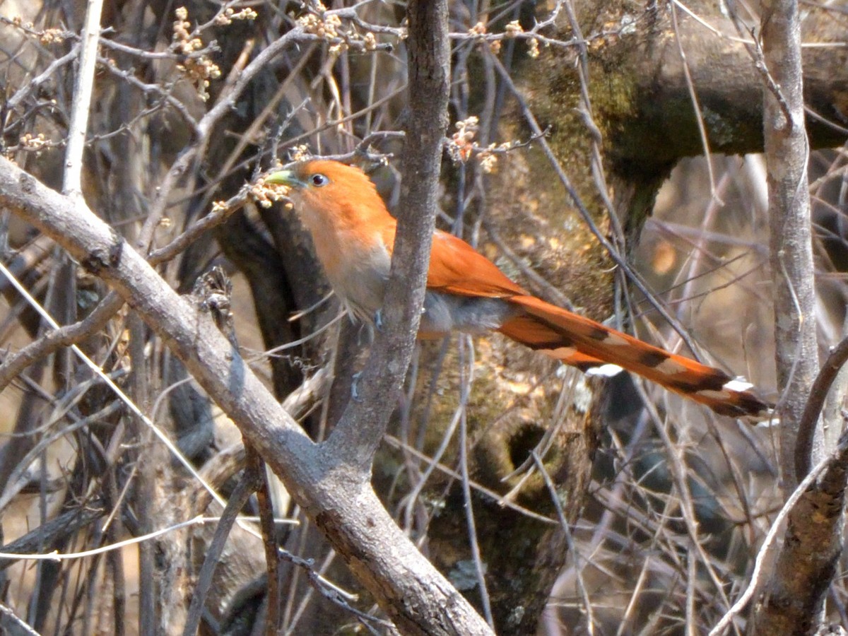 Squirrel Cuckoo (West Mexico) - ML617734022