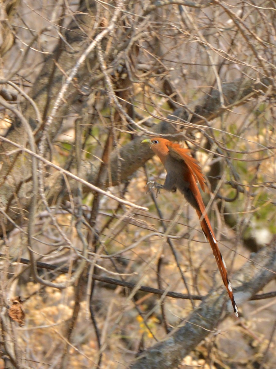 Squirrel Cuckoo (West Mexico) - ML617734023
