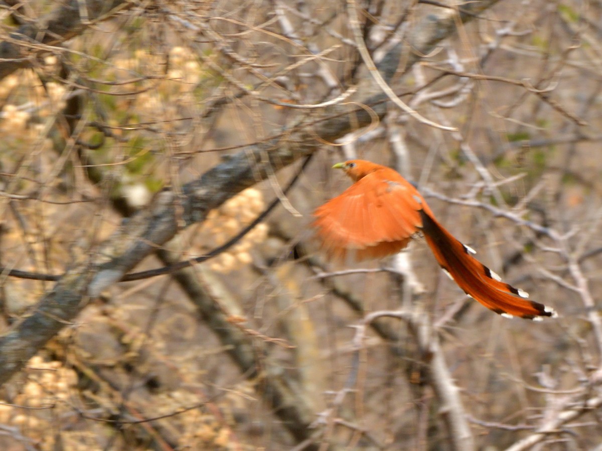 Squirrel Cuckoo (West Mexico) - ML617734025