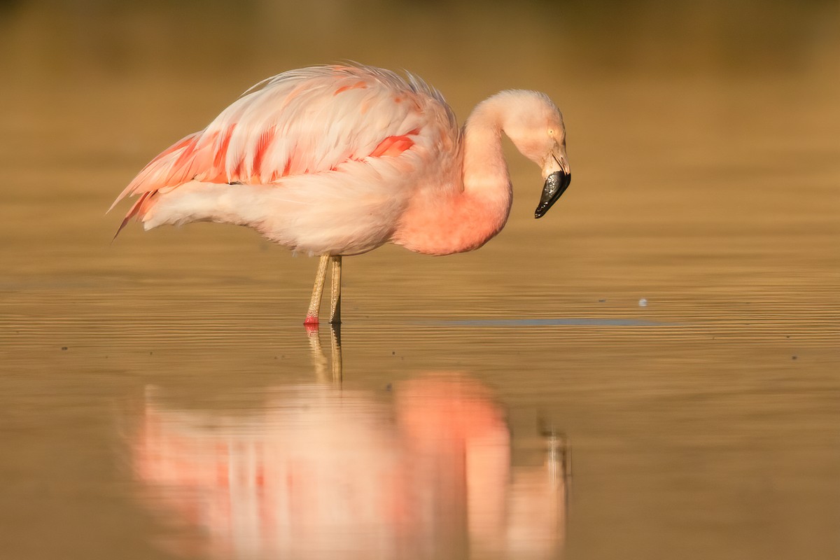 Chilean Flamingo - ML617734033