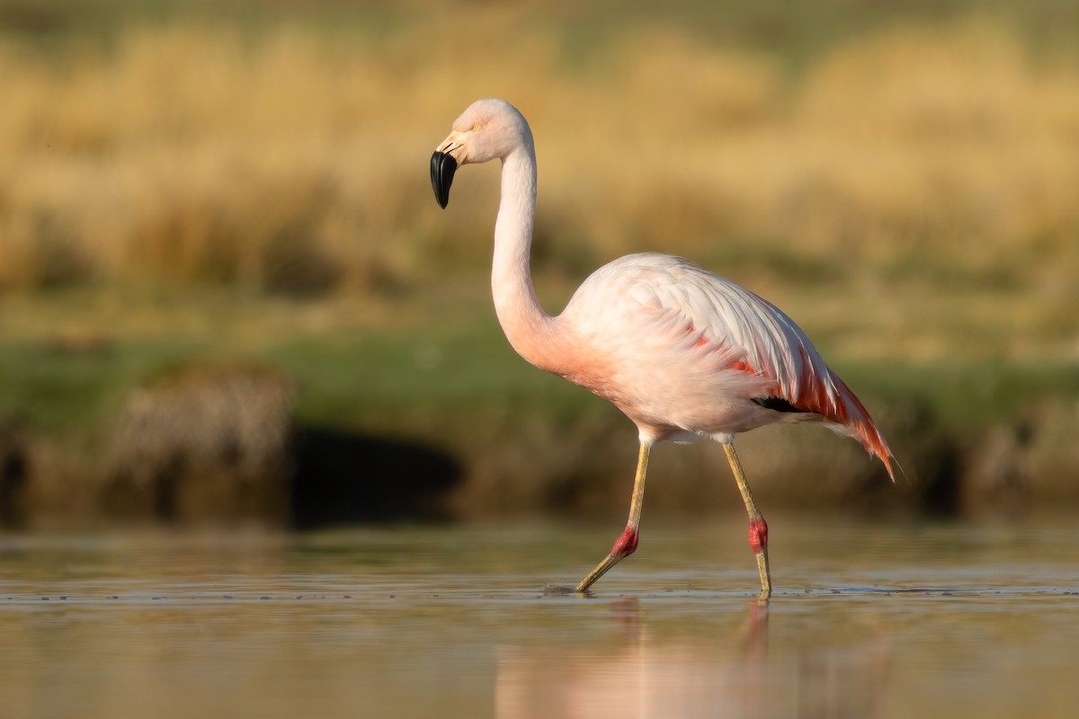 Chilean Flamingo - ML617734036