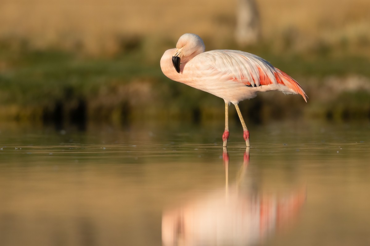 Chilean Flamingo - Ilya Povalyaev