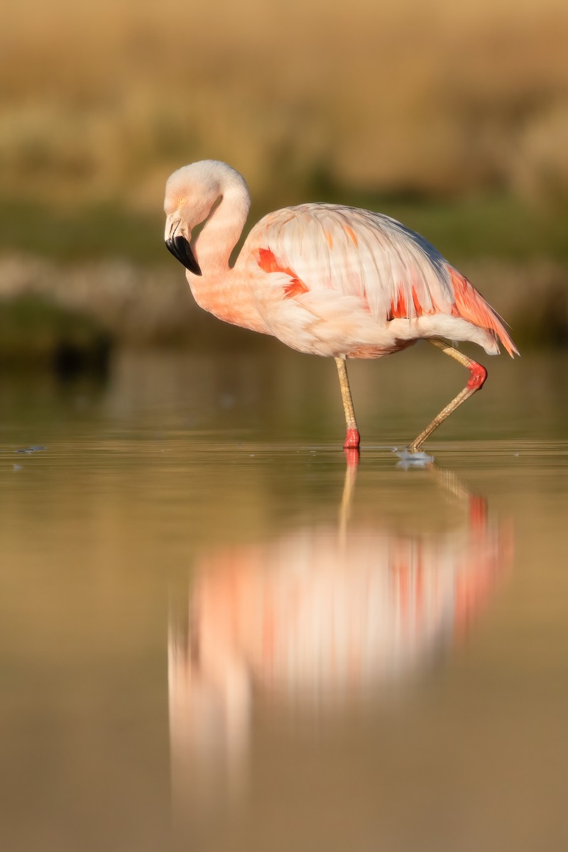 Chilean Flamingo - Ilya Povalyaev